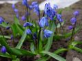  mėlynas Sodo Gėlės Sibiro Scylė, Scilla Nuotrauka