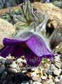   púrpura Flor Del Viento / Pulsatilla Foto