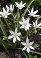   bela Vrtno Cvetje Zvezda-Of-Betlehema / Ornithogalum fotografija