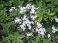   bela Vrtno Cvetje Zvezda-Of-Betlehema / Ornithogalum fotografija