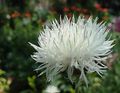   ホワイト 庭の花 Amberboa、甘いスルタン フォト