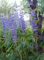   modrý Zahradní květiny Streamside Lupina / Lupinus fotografie