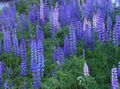   γαλάζιο Λουλούδια κήπου Ρυακιών Λούπινο / Lupinus φωτογραφία