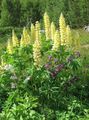   żółty Ogrodowe Kwiaty Łubin / Lupinus zdjęcie