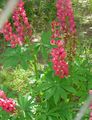   rød Hage blomster Stream Lupin / Lupinus Bilde
