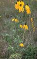   sarı Bahçe Çiçekleri Meksikalı Şapka, Gri Başlı Coneflower, Dik Kır Coneflower, Sarı Coneflower, Kırmızı Şapka / Ratibida fotoğraf