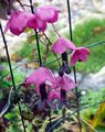   ροζ Λουλούδια κήπου Μωβ Καμπάνα Αμπέλου / Rhodochiton φωτογραφία