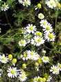 German Chamomile, Lus Bealtaine Scented