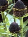   nero I fiori da giardino Black-Eyed Susan, Echinacea Orientale, Arancio Echinacea, Echinacea Appariscente / Rudbeckia foto