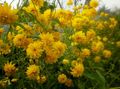   amarelo Flores do Jardim Susan De Olhos Pretos, Coneflower Oriental, Alaranjado Coneflower, Coneflower Vistoso / Rudbeckia foto