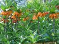 Coroar Fritillaria Imperial