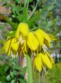   jaune les fleurs du jardin Couronner Fritillaria Impériales Photo