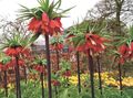   červená Záhradné kvety Koruna Cisárskej Fritillaria fotografie