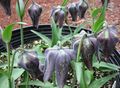   黑 园林花卉 冠皇贝母 / Fritillaria 照