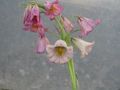 foto Keizerskroon Fritillaria beschrijving