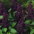   purpurs Dārza Ziedi Koši Salvija, Koši Salvijas, Sarkana Salvija, Sarkans Salvijas / Salvia splendens Foto