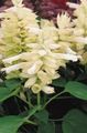   hvid Have Blomster Scarlet Salvie, Skarlagen Salvie, Rød Salvie / Salvia splendens Foto