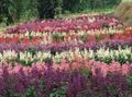   қызғылт Бақша Гүлдер Тамаша Salvia / Salvia splendens Фото