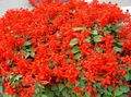   赤 庭の花 スカーレットセージ、スカーレットサルビア、赤セージ、赤サルビア / Salvia splendens フォト
