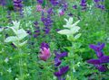   biely Záhradné kvety Clary Sage, Maľoval Šalvia, Šalvia Horminum / Salvia fotografie