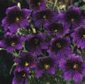   purpurs Dārza Ziedi Apgleznoti Mēle / Salpiglossis Foto