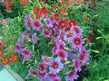   rosa I fiori da giardino Lingua Dipinto / Salpiglossis foto