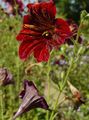   crvena Vrtne Cvjetovi Leptir Jezik / Salpiglossis Foto
