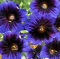  blå Have Blomster Malet Tungen / Salpiglossis Foto
