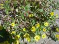   ყვითელი ბაღის ყვავილები მცოცავი Zinnia, Sanvitalia სურათი