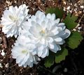Sanguinaria, Puccoon Rosso