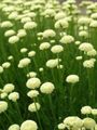   λευκό Λουλούδια κήπου Λεβάντα Βαμβάκι, Ιερό Βότανο, Έδαφος Κυπαρίσσι, Μικροκαμωμένη Κυπαρίσσι, Πράσινο Santolina φωτογραφία