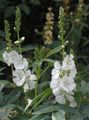   ホワイト 庭の花 チェッカーブルーム、ミニチュア葵、草原ゼニアオイ、チェッカーアオイ / Sidalcea フォト
