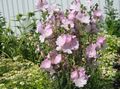   ružová Záhradné kvety Checkerbloom, Miniatúrne Topoľovka, Slez Prérie, Checker Slez / Sidalcea fotografie