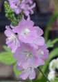   lilac Garden Flowers Checkerbloom, Miniature Hollyhock, Prairie Mallow, Checker Mallow / Sidalcea Photo