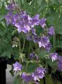   lilac Garden Flowers Jacob's Ladder / Polemonium caeruleum Photo