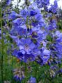   lyse blå Hage blomster Jakobs Stige / Polemonium caeruleum Bilde