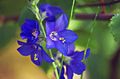   blå Hage blomster Jakobs Stige / Polemonium caeruleum Bilde