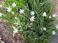   ホワイト 庭の花 スタウト青い目草、青目、草 / Sisyrinchium フォト