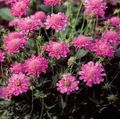   roz Scabiosa, Floare Pincushion fotografie