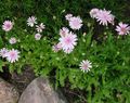  ροζ Λουλούδια κήπου Ροζ Γερακιού Γενειάδα, Hawksbeard / Crepis φωτογραφία