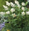   branco Flores do Jardim Canadá Mayflower, Falso Lírio Do Vale / Smilacina, Maianthemum  canadense foto