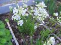   білий Садові Квіти Смолка (Вискаря) / Viscaria, Silene coeli-rosa Фото