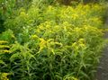   yellow Garden Flowers Goldenrod / Solidago Photo