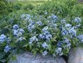   ライトブルー 庭の花 青バシクルモン / Amsonia tabernaemontana フォト