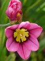   roz Produsului Sparaxis, Floare Arlechin fotografie