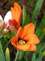   オレンジ 庭の花 Sparaxis、ハーレクイン花 フォト