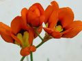 kuva Sparaxis, Harlekiini Kukka tuntomerkit