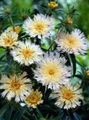   hvit Hage blomster Maismel Aster, Stokes Aster / Stokesia Bilde