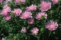   rosa Hage blomster Maismel Aster, Stokes Aster / Stokesia Bilde