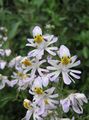   biely Záhradné kvety Chudák Je Orchidea, Motýľ Kvet / Schizanthus fotografie